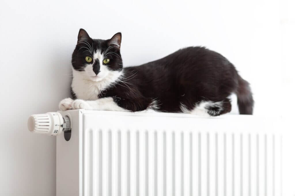 What’s the Difference Between a Boiler and a Furnace?